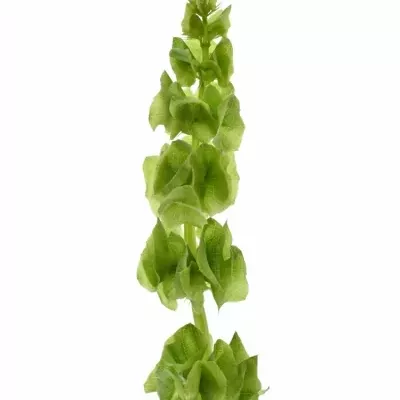 Moluccella STUK 60cm