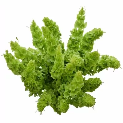 Moluccella STUK 60cm