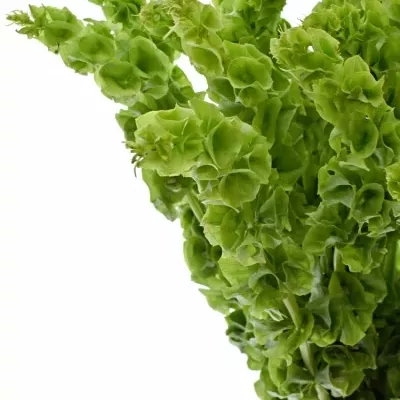 Moluccella STUK 60cm