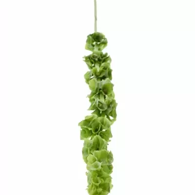 Moluccella STUK 60cm