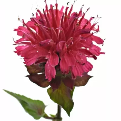 Monarda RED FOUNTAIN 70cm