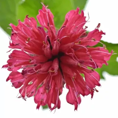 Monarda RED FOUNTAIN 70cm