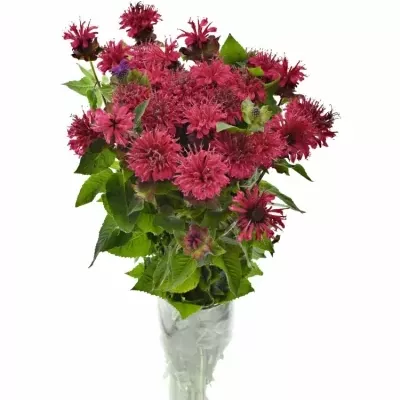 Monarda RED FOUNTAIN 70cm