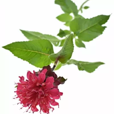 Monarda RED FOUNTAIN 70cm