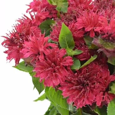 Monarda RED FOUNTAIN 70cm