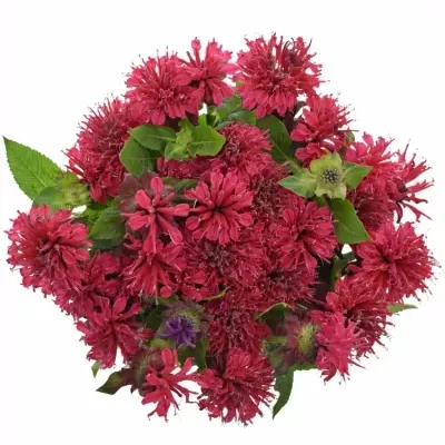 Monarda RED FOUNTAIN 70cm