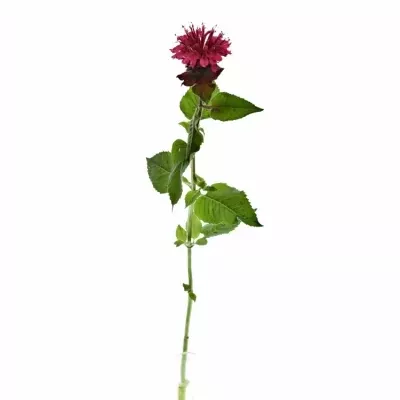 Monarda RED FOUNTAIN 70cm