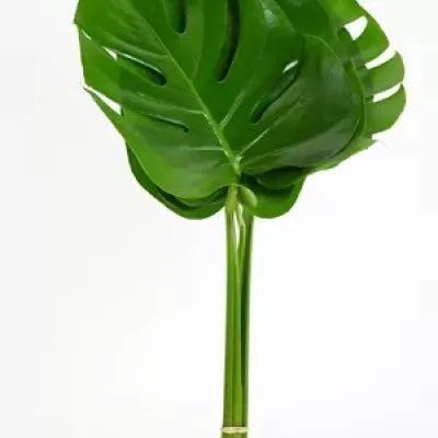 MONSTERA 40cm Ø20cm