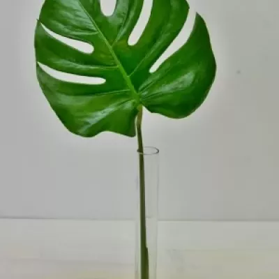 MONSTERA 40cm Ø20cm