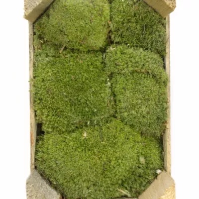 MOSS BALL MINI