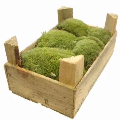 MOSS BALL MINI