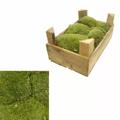 MOSS BALL MINI