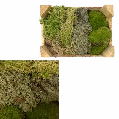 MOSS MIX SMALL