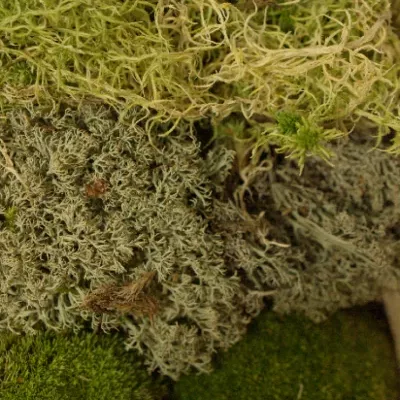 MOSS MIX SMALL