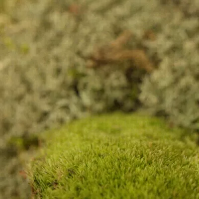 MOSS MIX SMALL