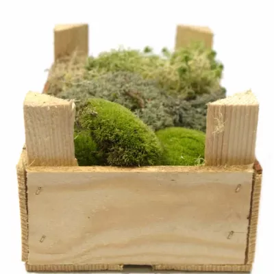 MOSS MIX SMALL