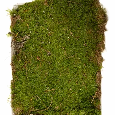 MOSS PLAT LARGE