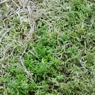 MOSS SPHAGNUM 