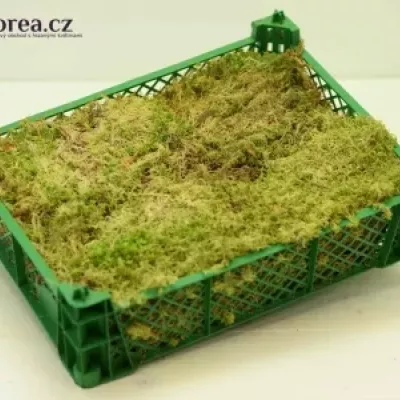 MOSS SPHAGNUM 