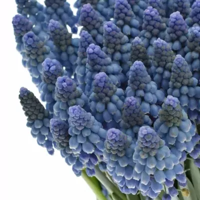 MUSCARI ALIDA 25cm