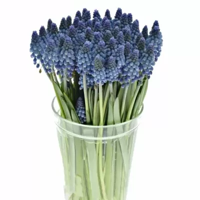 MUSCARI ALIDA 25cm