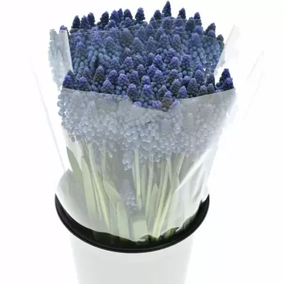 MUSCARI ALIDA 25cm