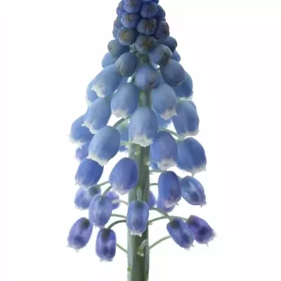 MUSCARI ALIDA 25cm