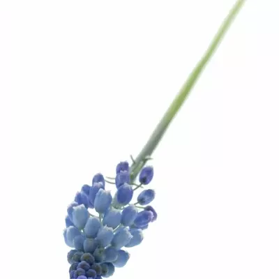 MUSCARI ALIDA 25cm