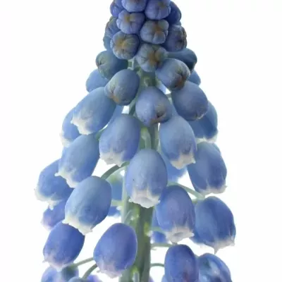 MUSCARI ALIDA 25cm