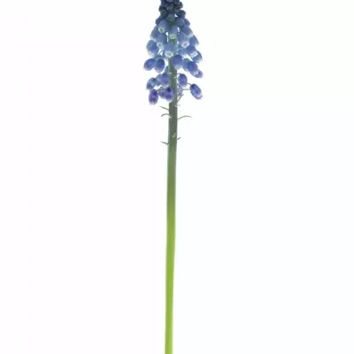 MUSCARI ALIDA 25cm