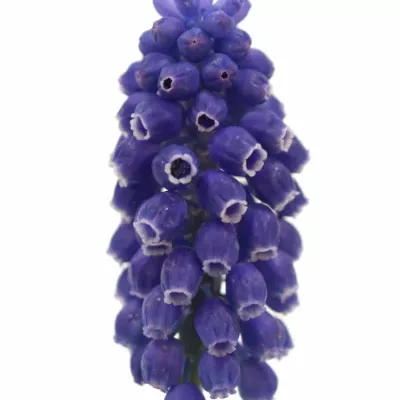 MUSCARI MARLEEN