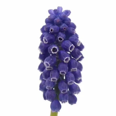 MUSCARI MARLEEN