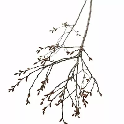 MYRICA GALE 40cm