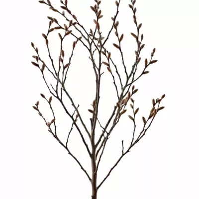 MYRICA GALE 40cm