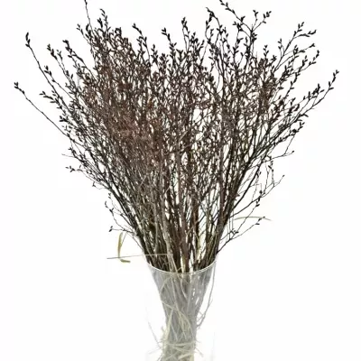 MYRICA GALE 40cm