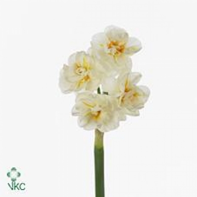 Narcis DOUBLE SIR WINSTON CHURCHILL