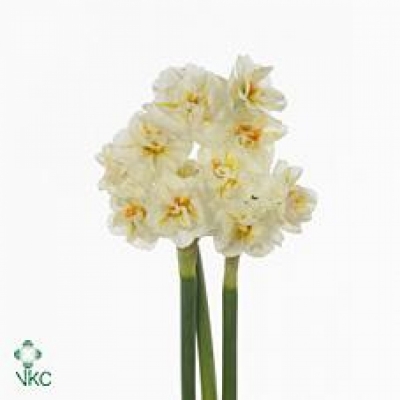 Narcis DOUBLE SIR WINSTON CHURCHILL