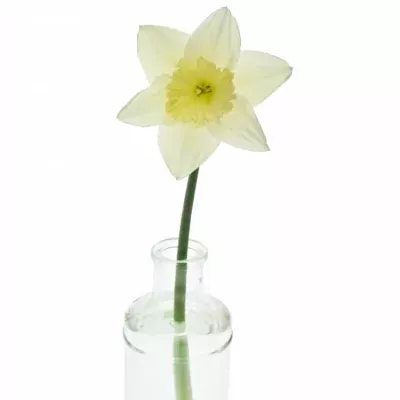 NARCISUSS ICE FOLLIES 30cm/8g