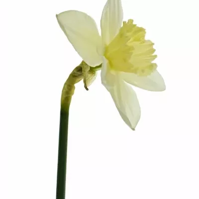 NARCISUSS ICE FOLLIES 30cm/8g