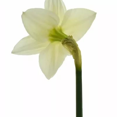 NARCISUSS ICE FOLLIES 30cm/8g