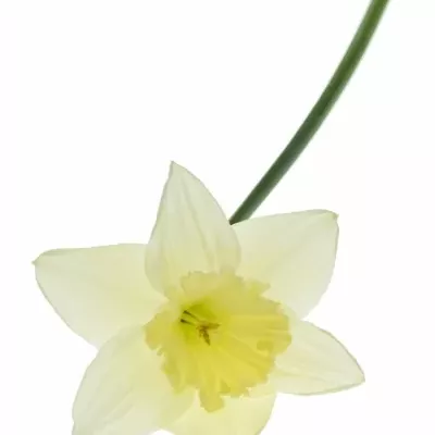 NARCISUSS ICE FOLLIES 30cm/8g