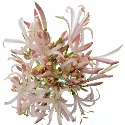 Nerine ALBIVETTA 60cm