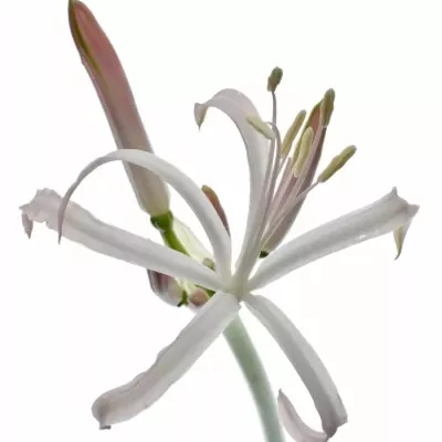 Nerine ALBIVETTA 60cm