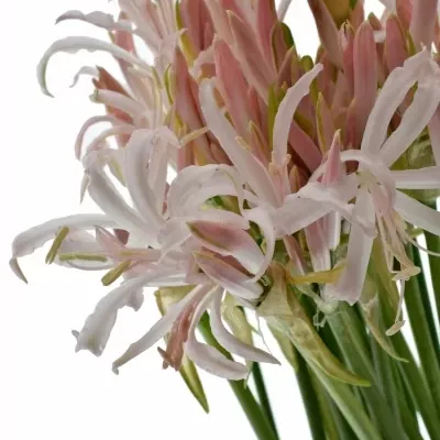 Nerine ALBIVETTA 60cm