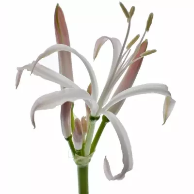 Nerine ALBIVETTA 60cm