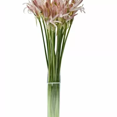 Nerine ALBIVETTA 60cm