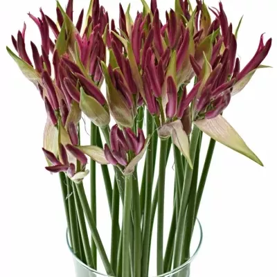 Nerine BO FAVORIET 60cm