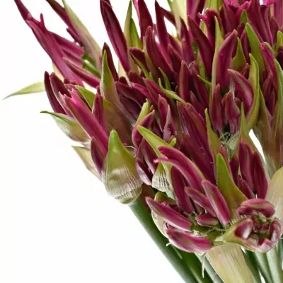 Nerine BO FAVORIET 60cm