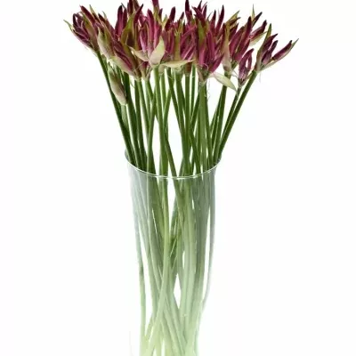 Nerine BO FAVORIET 60cm