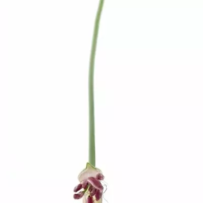 Nerine BO FAVORIET 60cm